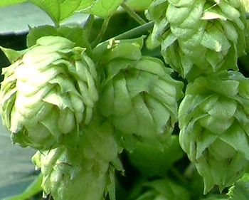 新疆都有什么特產 啤酒花
